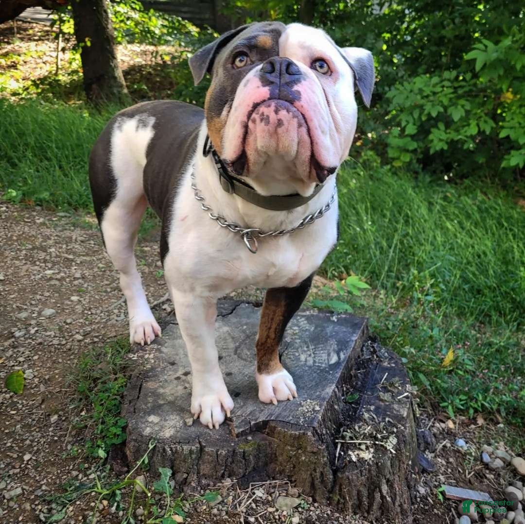 Olde English Bulldogge dogs for sale: Starry - Ad 13