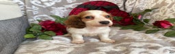 Miniature Dachshund dogs for sale: Baxter - Ad 5