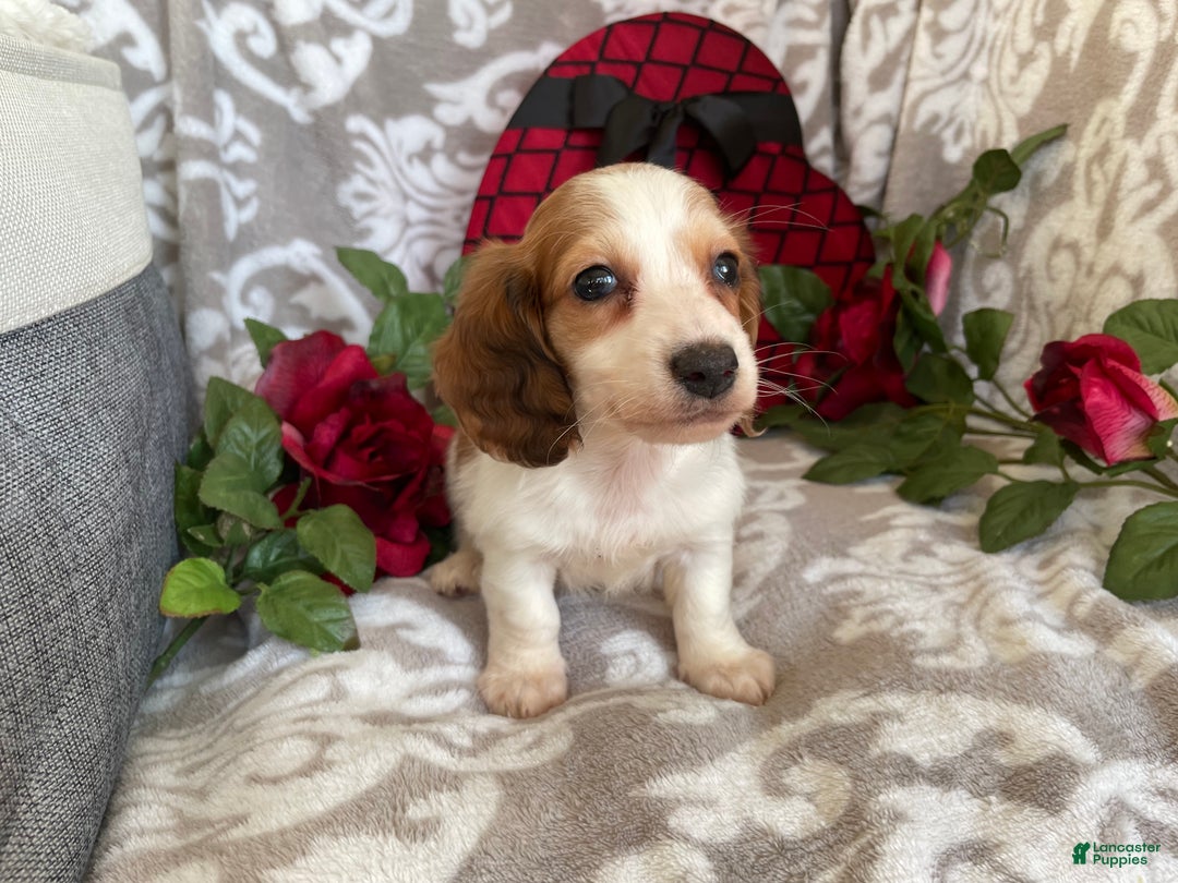 Miniature Dachshund dogs for sale: Baxter - Ad 5