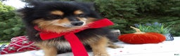 Pomeranian dogs for sale: Roger - Ad 1