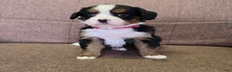 Miniature Bernese Mountain Dog dogs for sale: Tom Collins - Ad 27