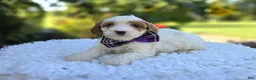 Cavapoo dogs for sale: Carla - Ad 4