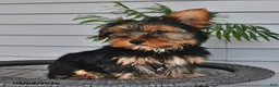 Yorkshire Terrier dogs for sale: Quinn - Ad 3