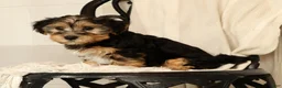 Yochon dogs for sale: Kenny - Ad 2