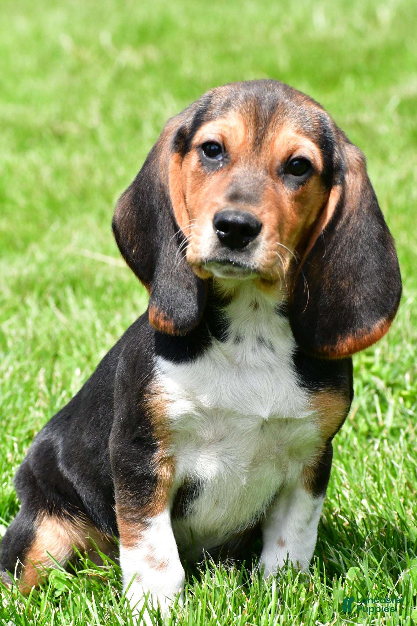 Beagle dogs Marley - Ad 1