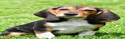 Beagle dogs for sale: Marley - Ad 1