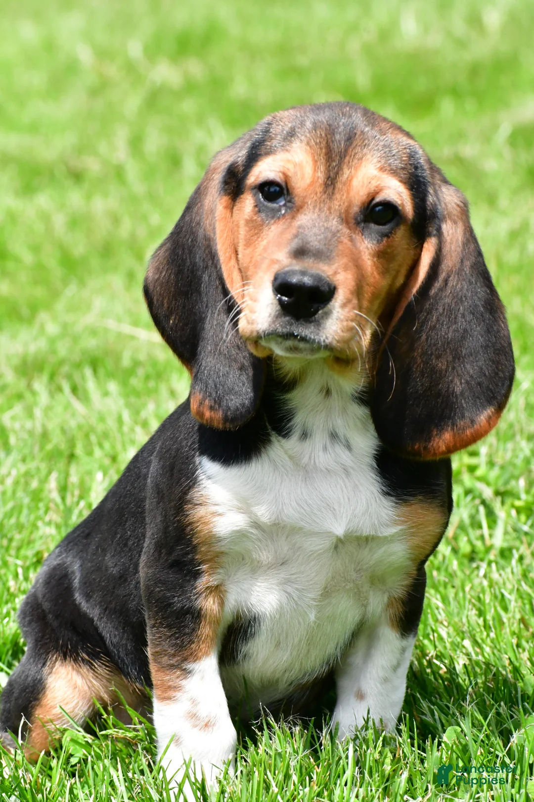 Beagle dogs for sale: Marley - Ad 1