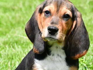 Beagle dogs for sale: Marley - Ad 3