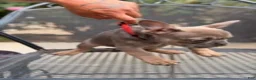 French Bulldog dogs for sale: Tyrone - Ad 5