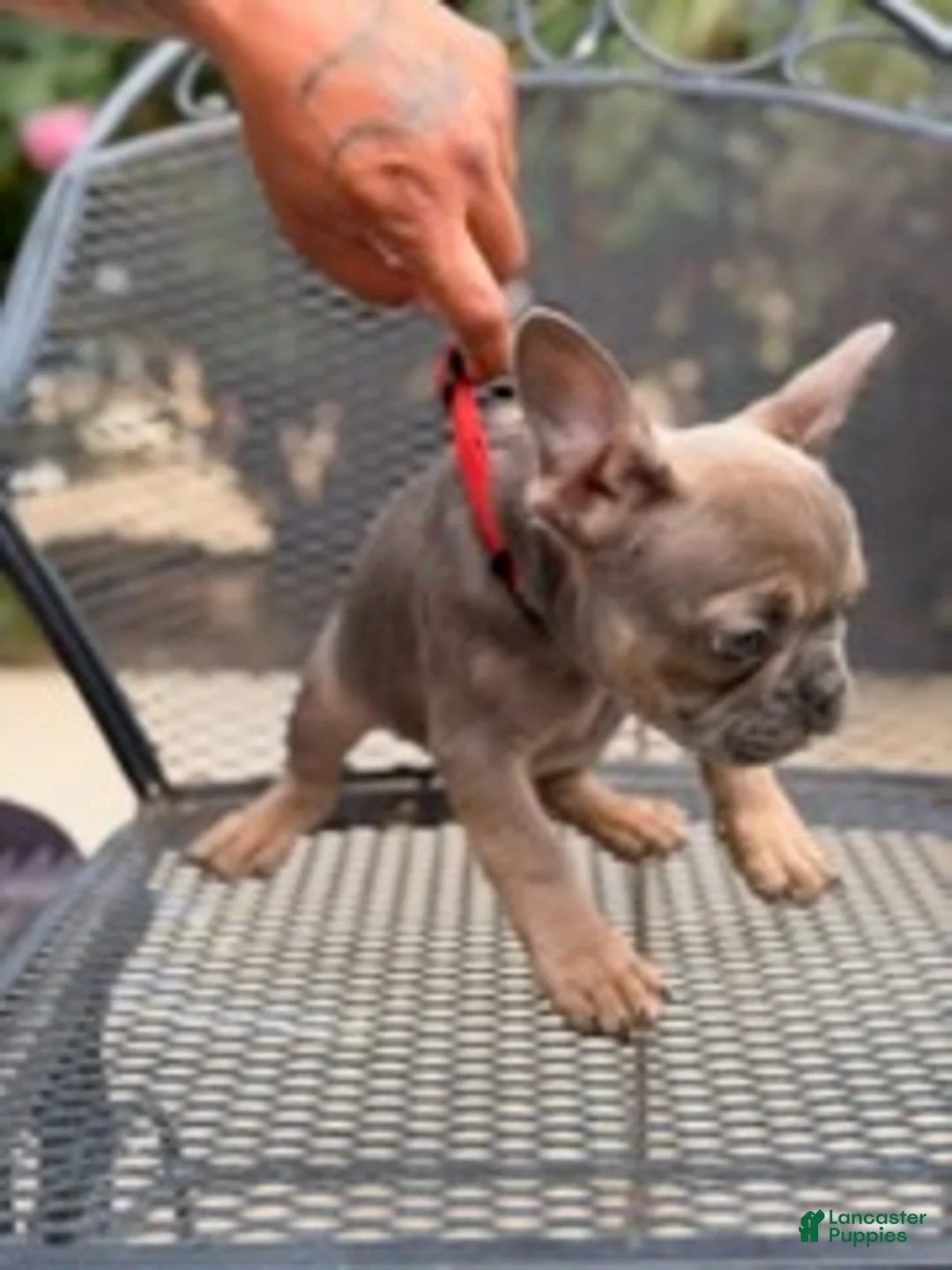 French Bulldog dogs for sale: Tyrone - Ad 5
