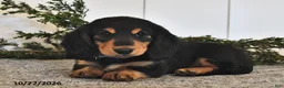Miniature Dachshund dogs for sale: Frankie  - Ad 3