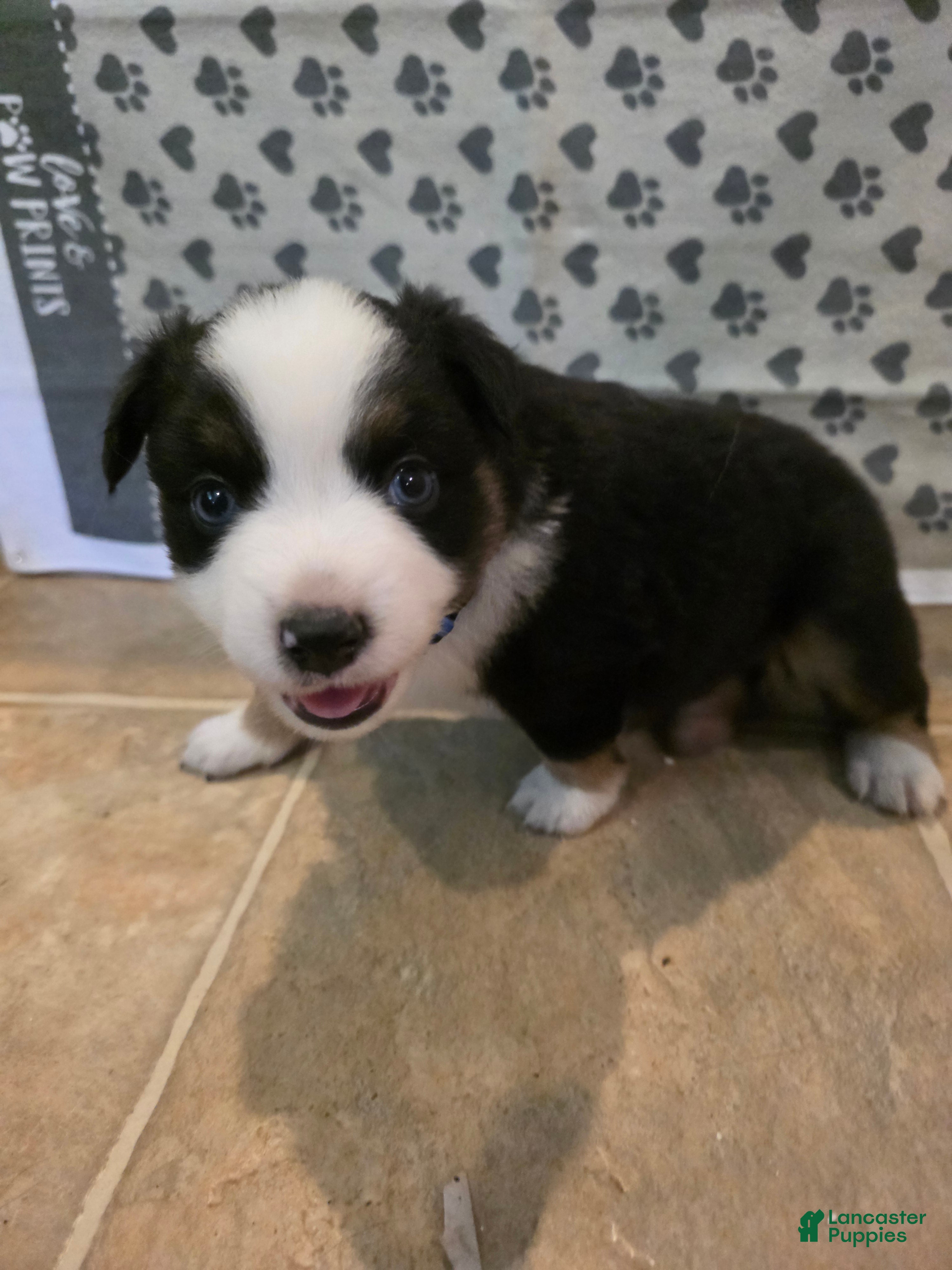 Australian Shepherd dogs Derek - Ad 1