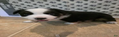 Derek