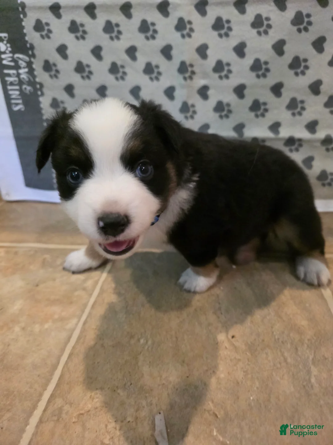 Australian Shepherd dogs for sale: Derek - Ad 1