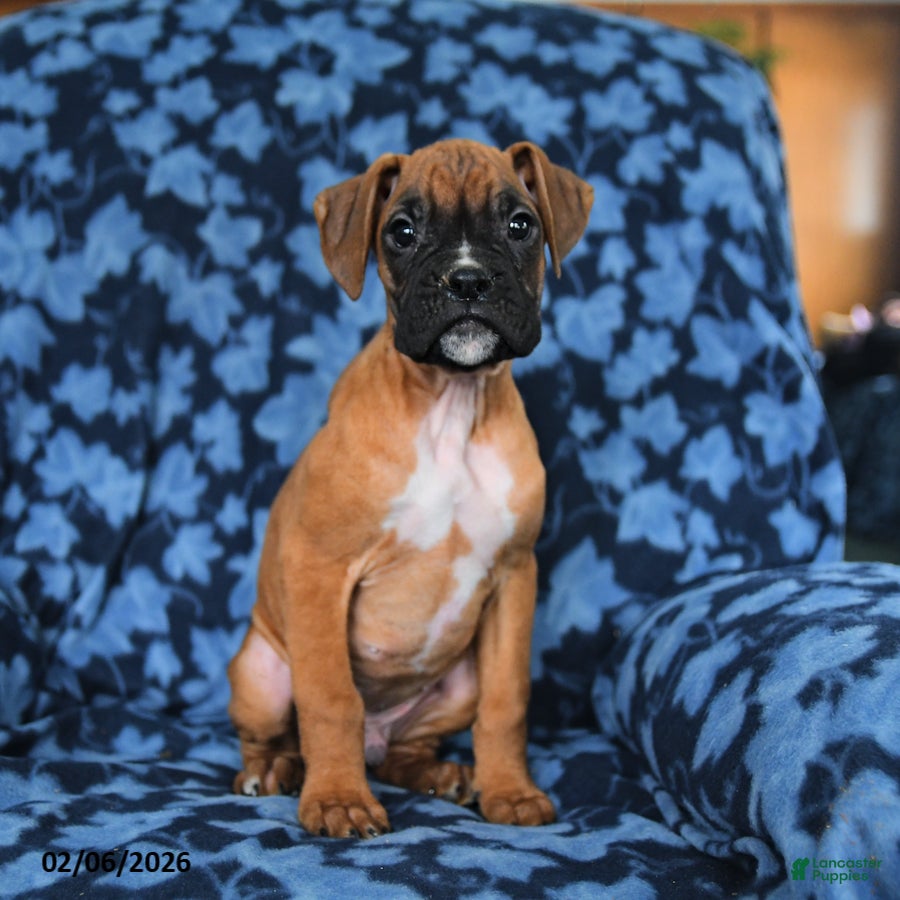 Boxer dogs Rex - Ad 38