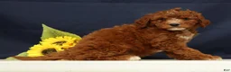 Cavapoo dogs for sale: Cooper - Ad 7