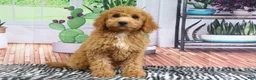 Mini Goldendoodle dogs for sale: Carla - Ad 3