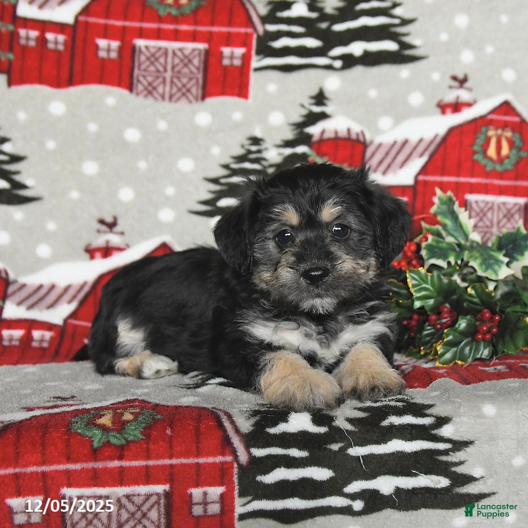 Maltipoo dogs for sale: Bear - Ad 2