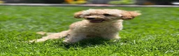 Toy Poodle dogs for sale: AKC Nico - Ad 4