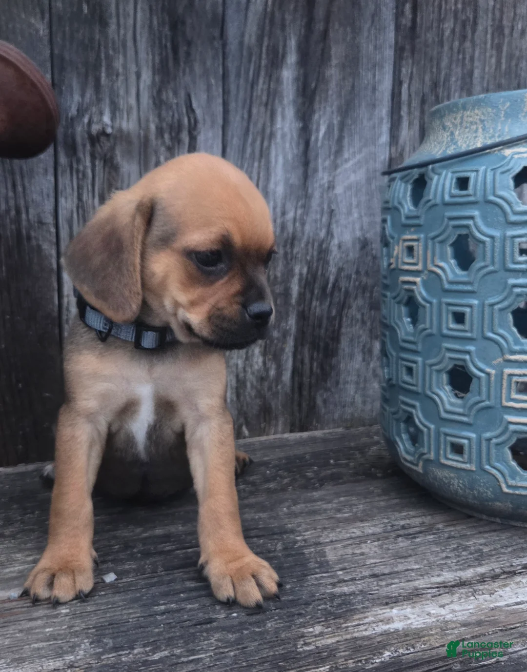 Puggle dogs for sale: Summit - Ad 2