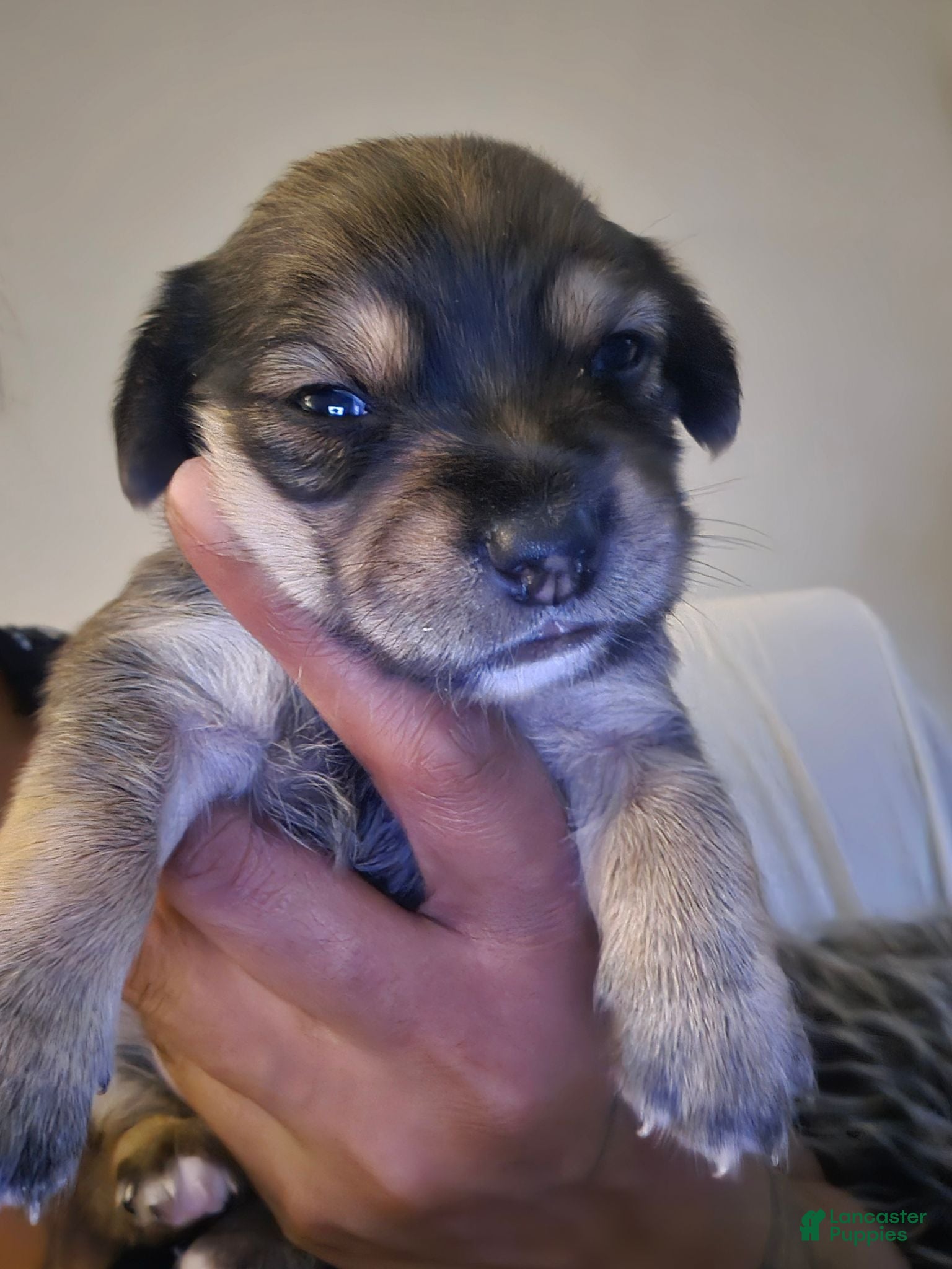 Morkie dogs Morkie 2 - Ad 29