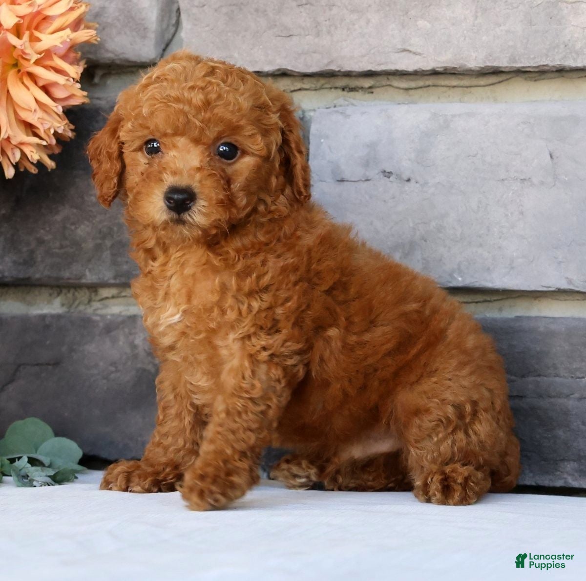 Miniature Poodle dogs Nic - Ad 1