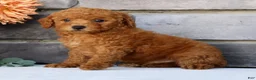 Miniature Poodle dogs for sale: Nic - Ad 1