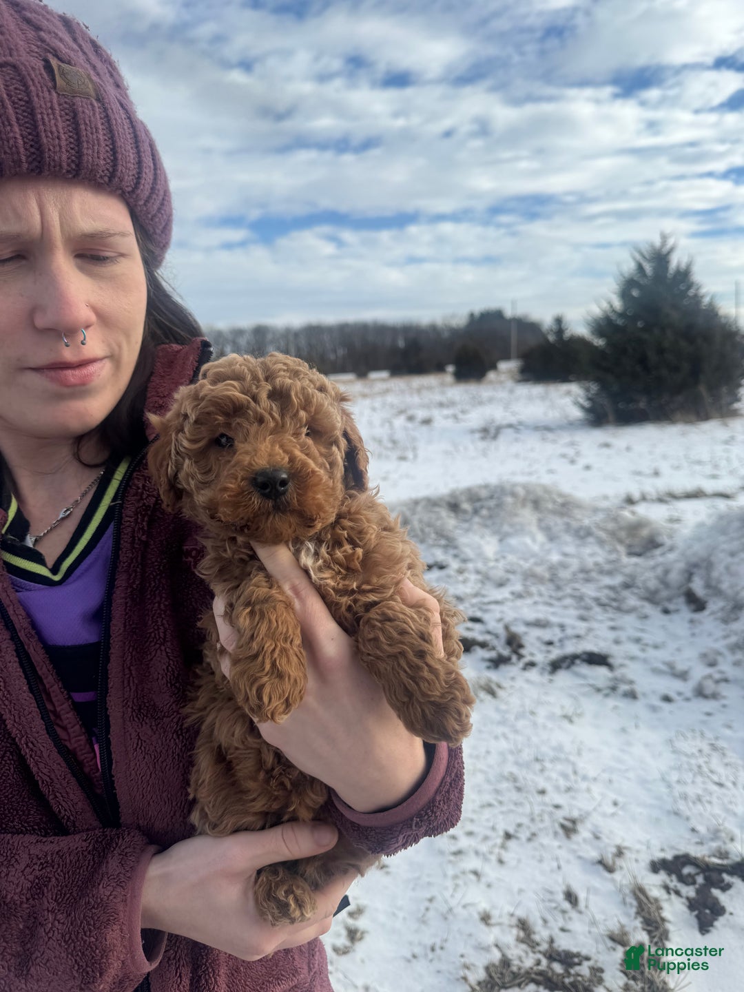 Mini Goldendoodle dogs for sale: Mini Goldendoodle Puppy 2 - Ad 3