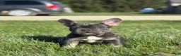 French Bulldog dogs for sale:  Kayla - Ad 3