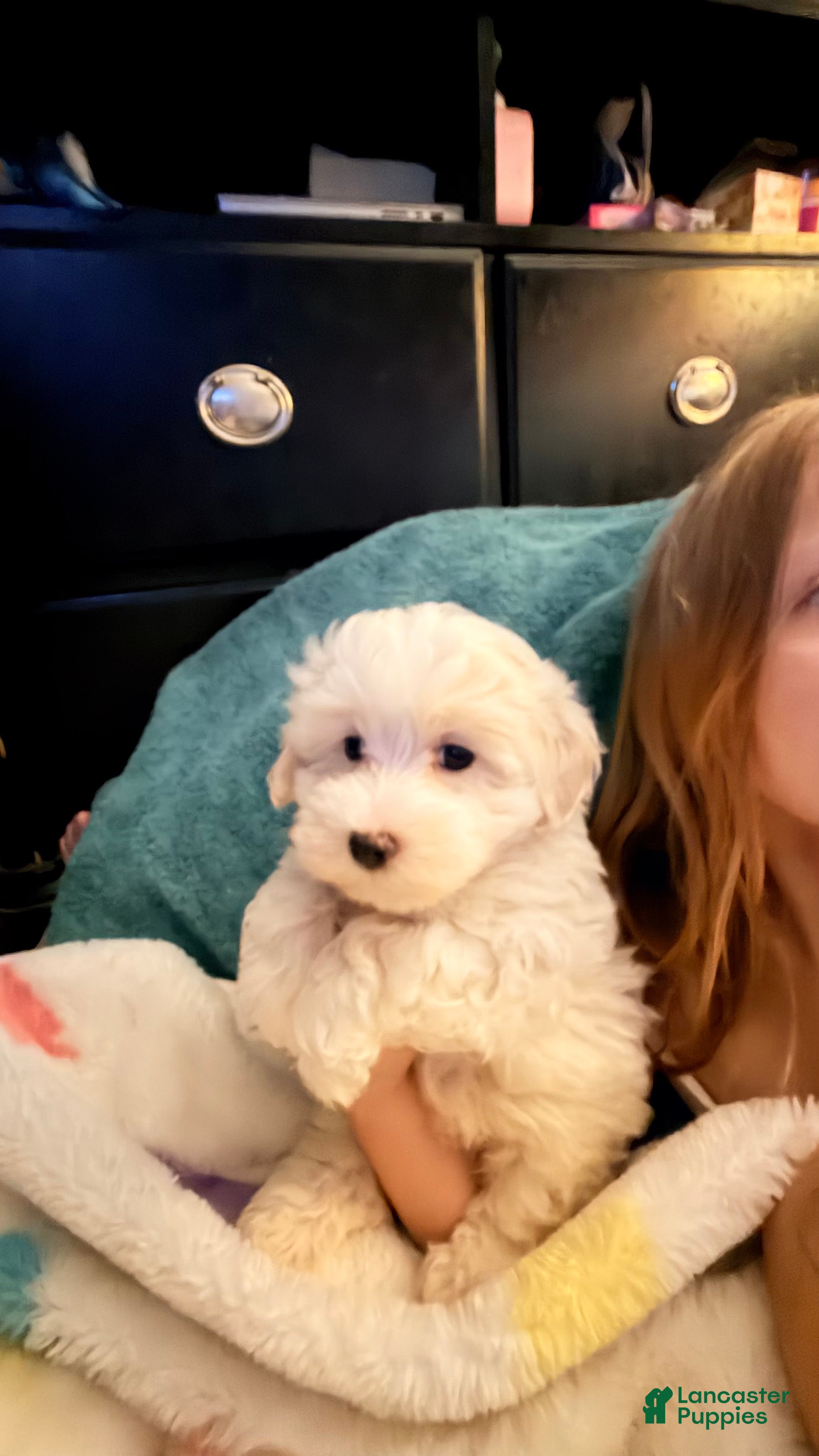 Maltipoo dogs Maltipoo 1 - Ad 2