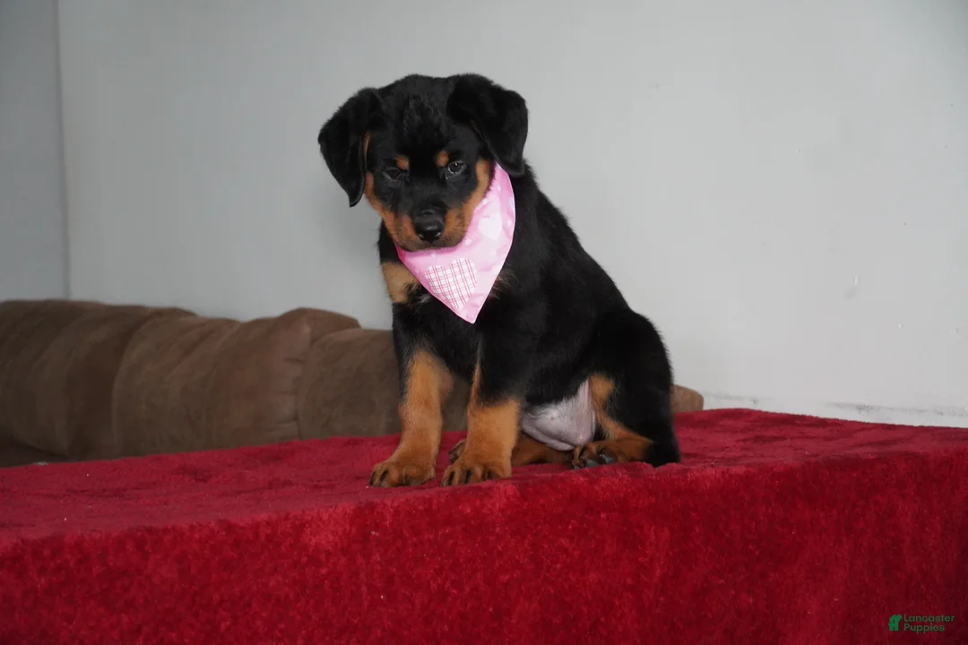 Rottweiler dogs for sale: Sadie - Ad 5