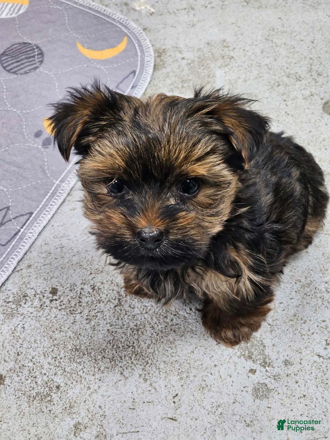 Yorkshire Terrier dogs for sale: Ash teacup male - Ad 1