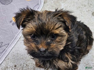 Yorkshire Terrier dogs Ash teacup male - Ad 32