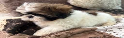 Shih Tzu dogs for sale: James - Ad 5