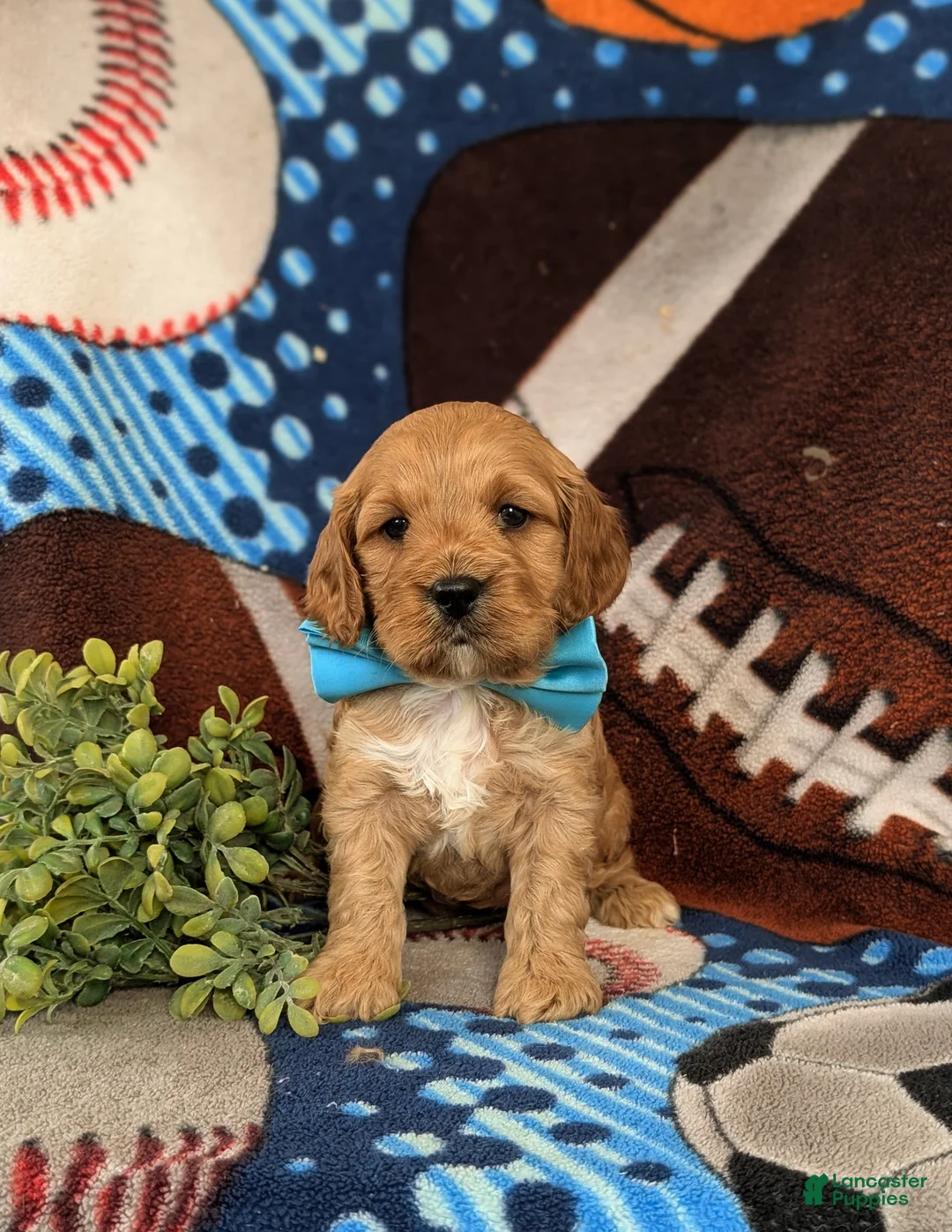 Cockapoo dogs for sale: Donegan - Ad 1