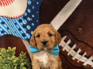 Cockapoo dogs Donegan - Ad 40