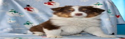 Australian Shepherd dogs for sale: Dakota - Ad 2