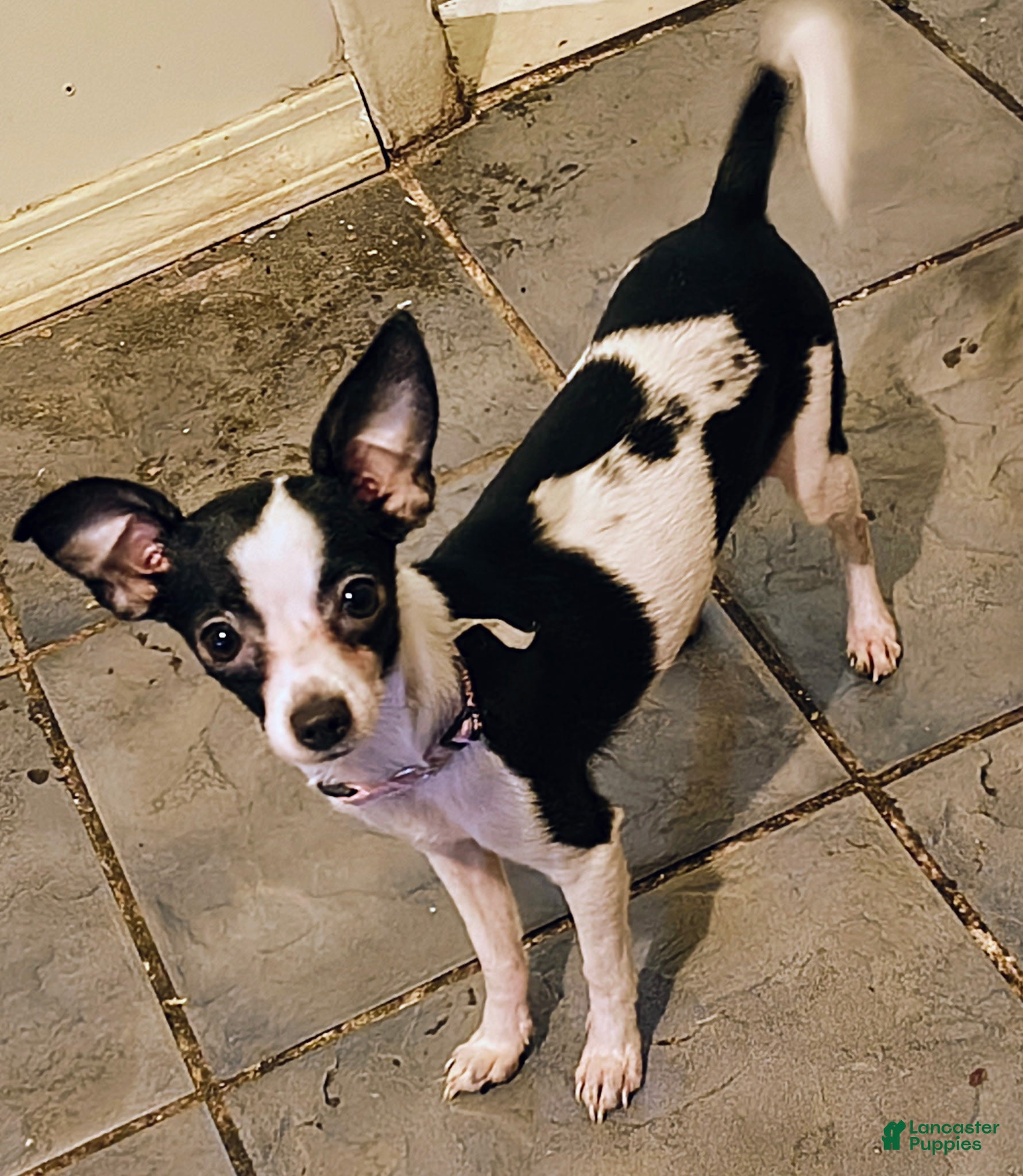 Chihuahua dogs for sale: Chihuahua 2 - Ad 2