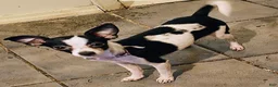 Chihuahua dogs for sale: Chihuahua 2 - Ad 1