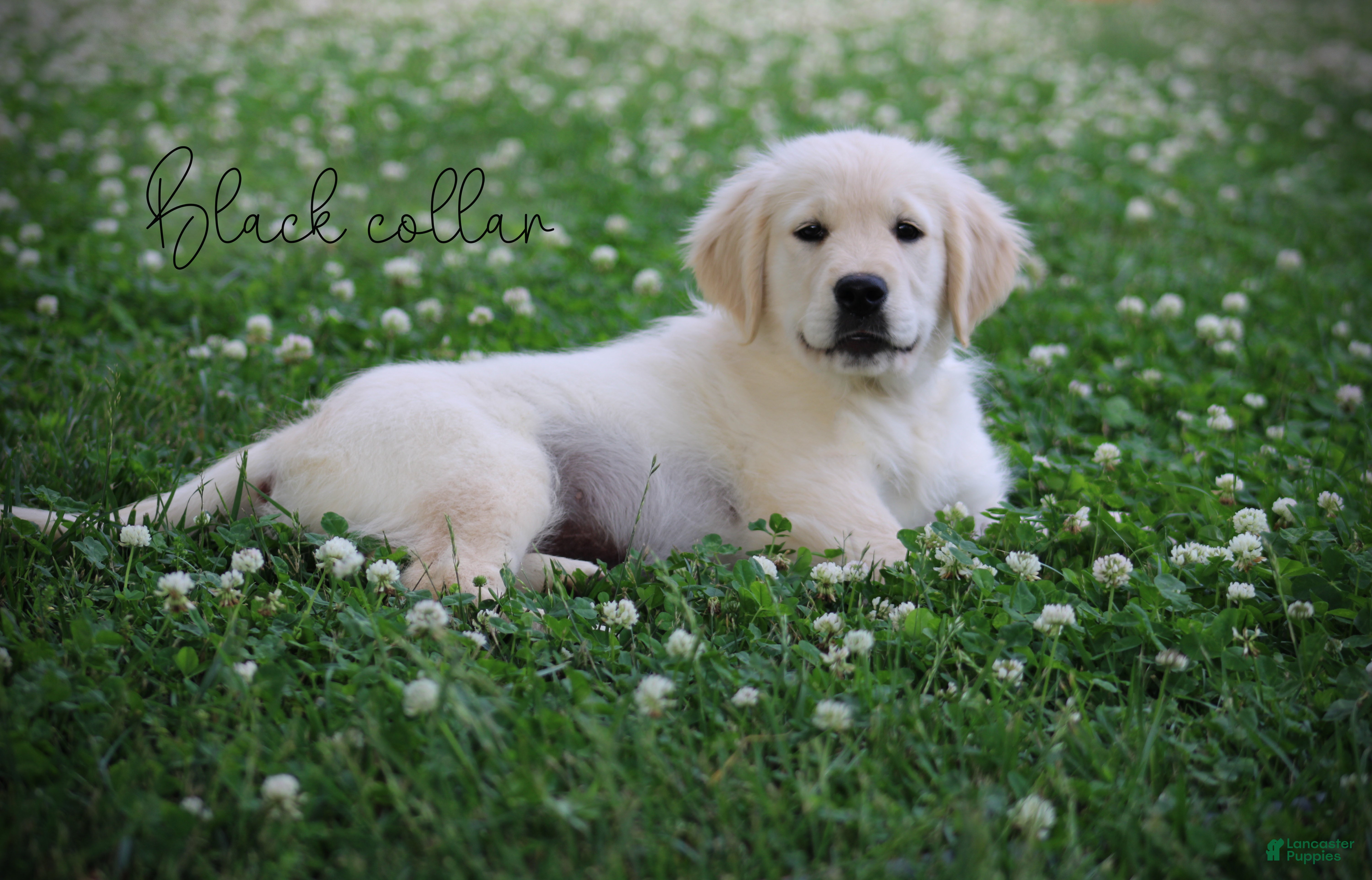 Golden Retriever dogs Golden Retriever Black Collar - Ad 2