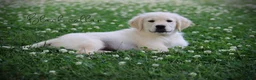 Golden Retriever dogs for sale: Golden Retriever Black Collar - Ad 2