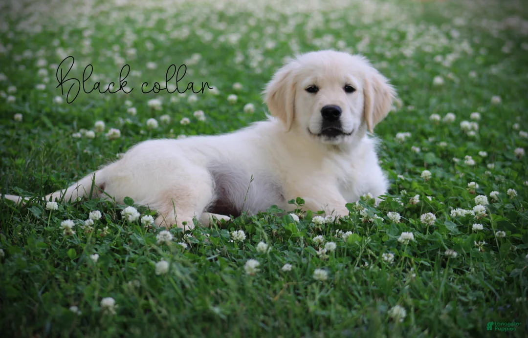 Golden Retriever dogs for sale: Golden Retriever Black Collar - Ad 2