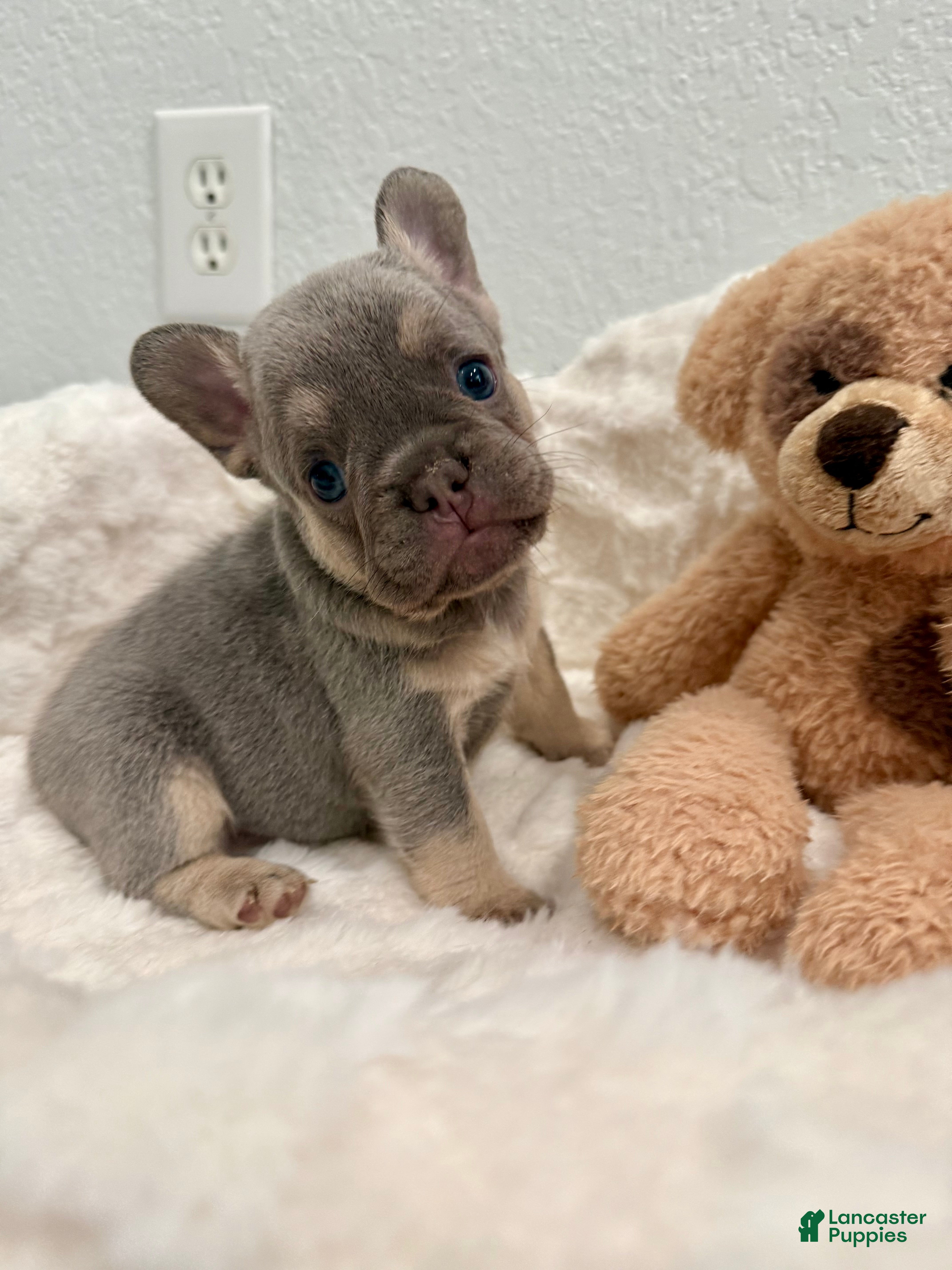 French Bulldog dogs Samantha - Ad 1