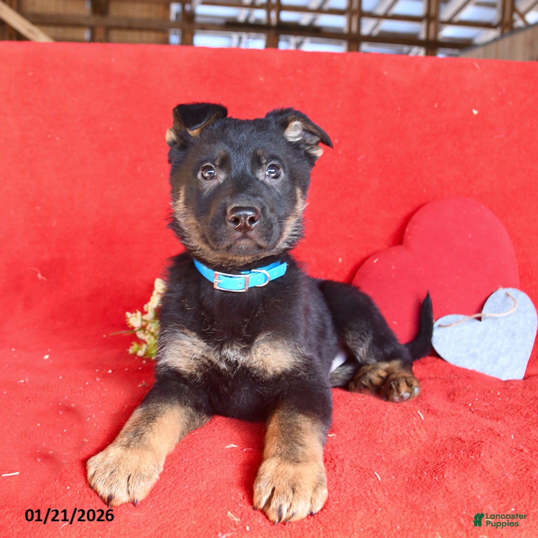 German Shepherd dogs for sale: Justin - Ad 3