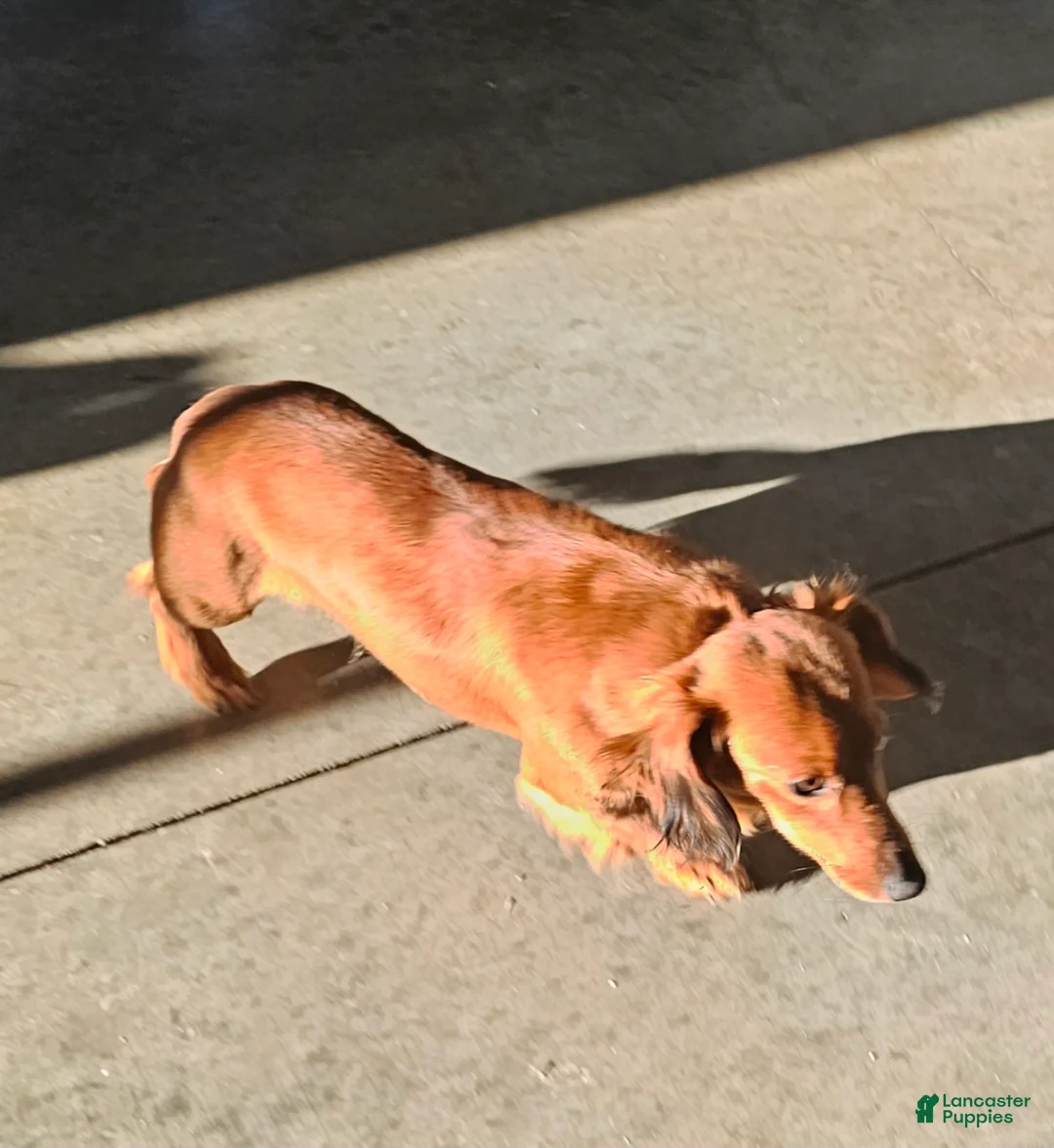 Miniature Dachshund dogs for sale: Colt - Ad 8