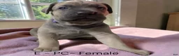Cane Corso dogs for sale: Cane Corso purple - Ad 1