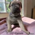 Cane Corso purple