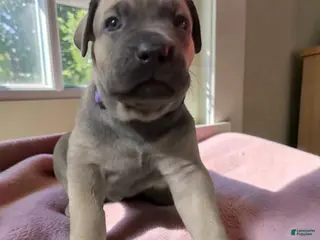 Cane Corso dogs Cane Corso purple - Ad 27