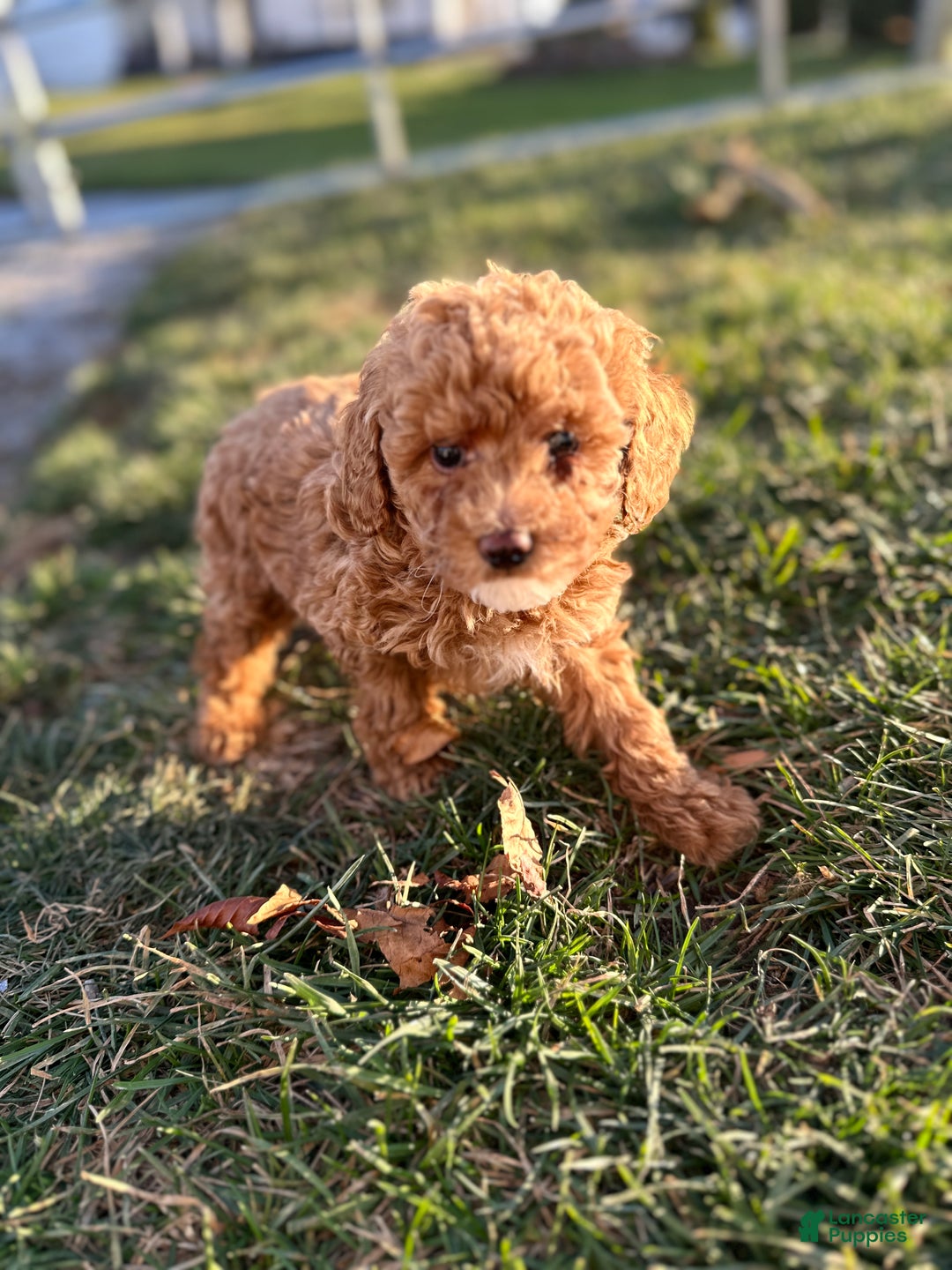 Toy Poodle dogs for sale: Blake - Ad 5