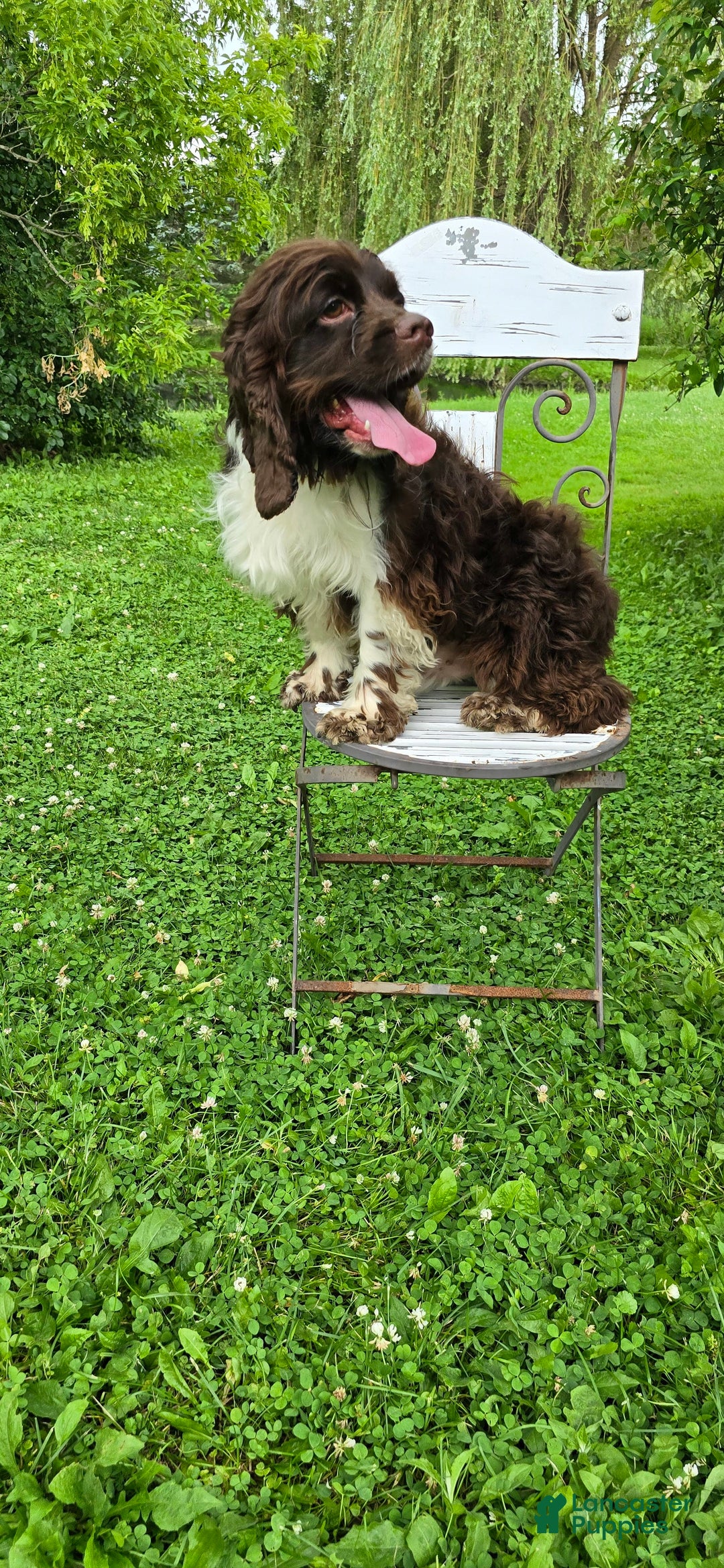 Cocker Spaniel dogs for sale: Benji - Ad 5